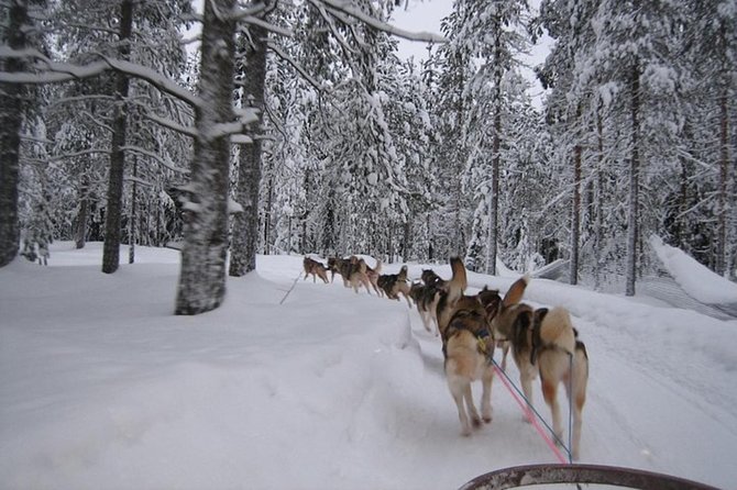 Husky Safari from Levi 2 KM or 5 KM with Husky Sledge Ride - The safety briefing and learning to drive