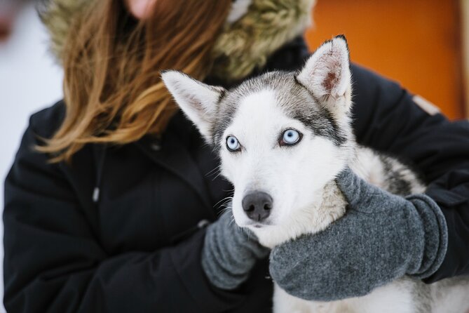 Husky Safari from Levi 2 KM or 5 KM with Husky Sledge Ride - Hot drinks and the warm-up stop