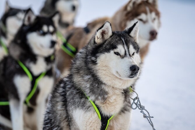 Husky Sledding Self-driving in Rovaniemi - Key points to know before booking