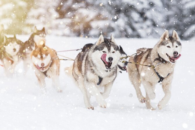 Husky Sledding Self-driving in Rovaniemi - Leaving Rovaniemi for the Finnish forest