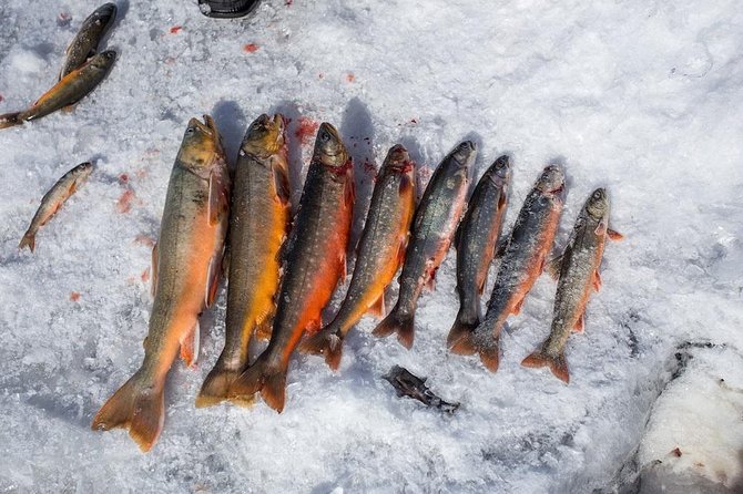 Ice Fishing and Husky - Two classic Rovaniemi activities, one practical outing