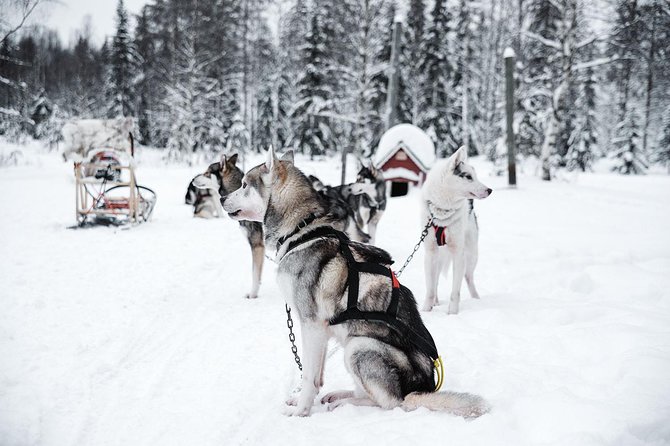 Ice Fishing and Husky - Who should book this experience?