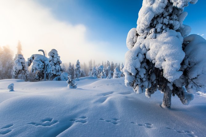 Ice Fishing by Snowmobile from Rovaniemi - Key points to know before booking