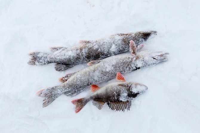 Ice Fishing by Snowmobile from Rovaniemi - Who will enjoy this outing most?