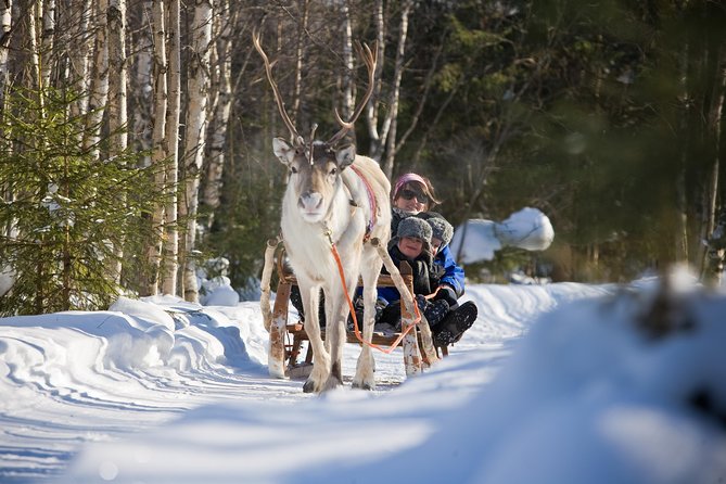 In Pursuit of Reindeer - Snowmobile safari to reindeer farm in Rovaniemi - Riding 1.5 To 2 Hours Through The Snow