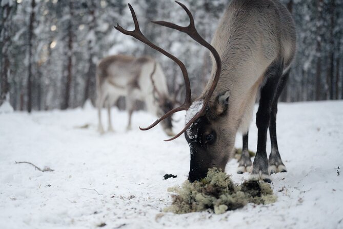 Ivalo: Aurora Hunting with Reindeer - Price, cancellation, and useful planning