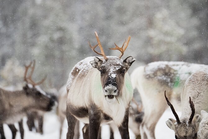 Ivalo: Aurora Hunting with Reindeer - Trying the traditional suopunki technique