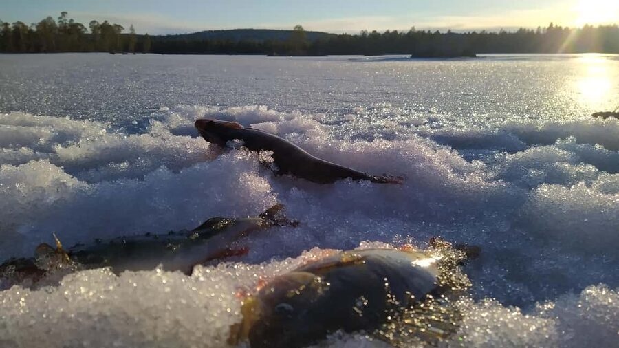 Ivalo: Lapland Unplugged, An Authentic Wilderness Immersion - Learning ice fishing one hole at a time
