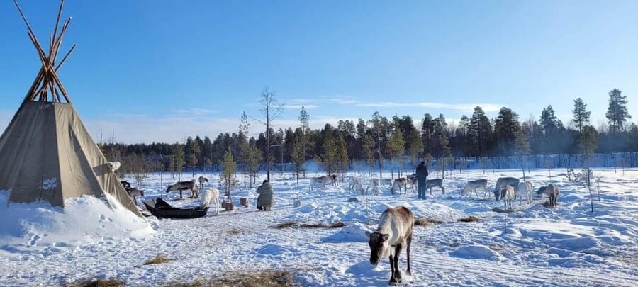 Ivalo: Magical Moments at the Reindeer Farm - Arriving at the Farm Near Ivalo
