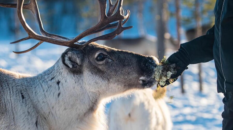 Ivalo: Magical Moments at the Reindeer Farm - Feeding Reindeer at Close Range