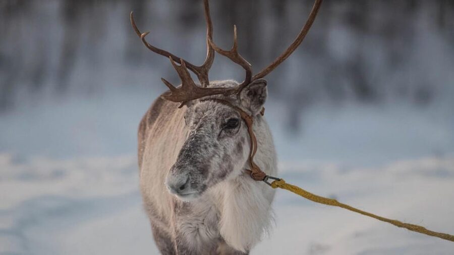 Ivalo: Magical Moments at the Reindeer Farm - Coffee, Tea, and Fire Inside the Tepee