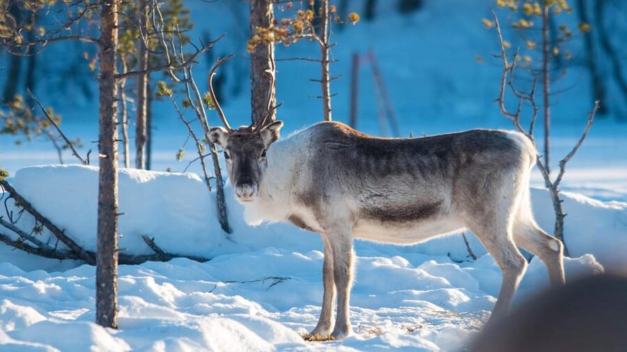 Ivalo: Magical Moments at the Reindeer Farm - Trying the Reindeer Lasso