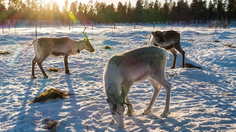 Ivalo: Magical Moments at the Reindeer Farm - Who Will Enjoy This Visit Most?