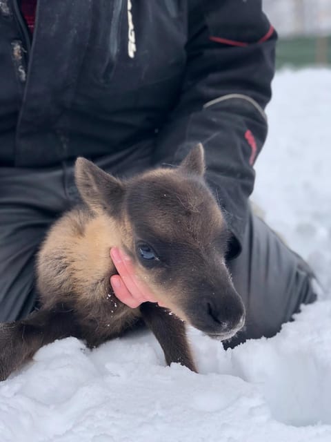 Ivalo: Magical Moments at the Reindeer Farm - Meeting the Reindeer and the Herder