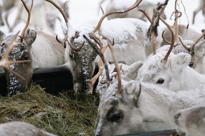 Ivalo: Reindeer herd and fishing experience - Key points to know before booking