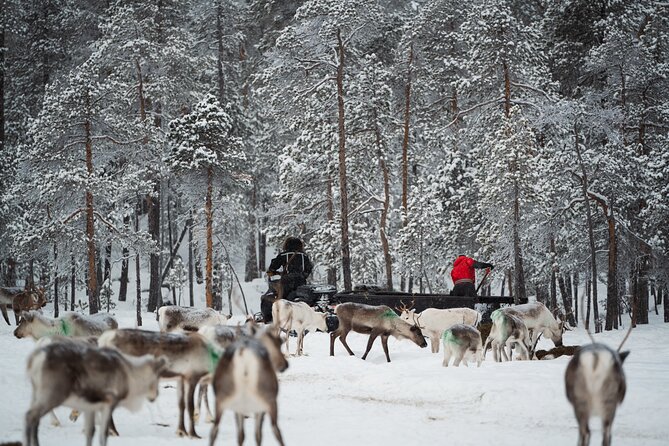 Ivalo: Reindeer herd and fishing experience - Meeting the reindeer in the forest