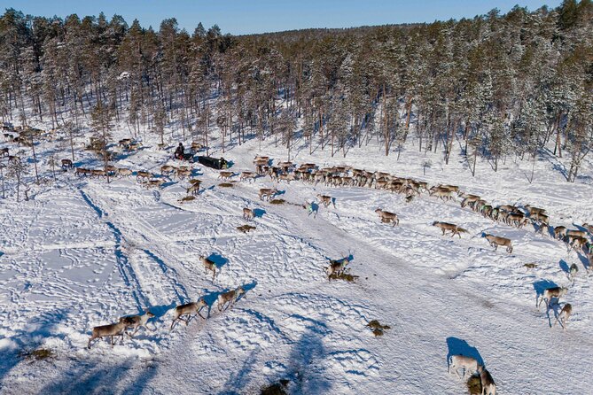 Ivalo: Reindeer herd and fishing experience - Traditional fishing beside a nearby lake