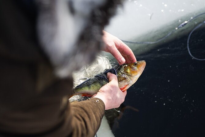 Ivalo: Reindeer herd and fishing experience - A snowmobile ride with a purpose