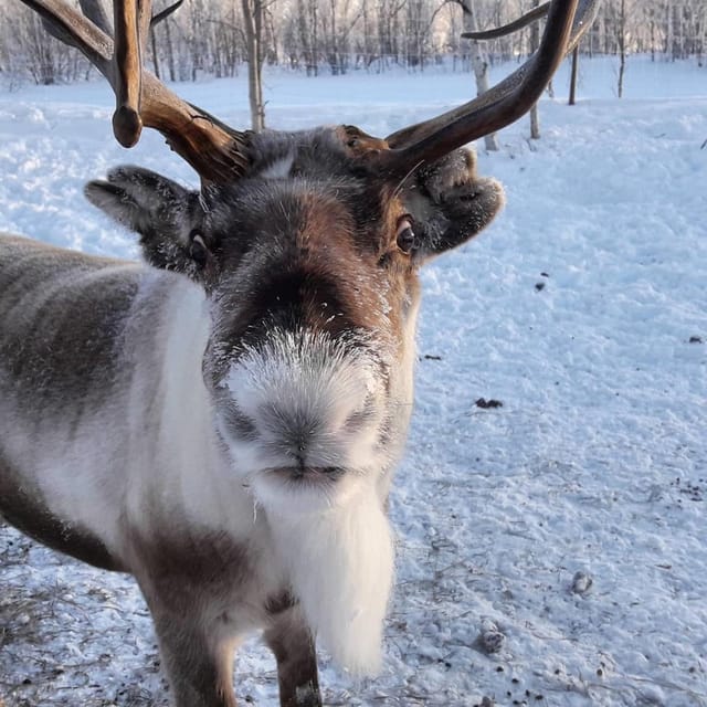 Ivalo: Snowmobile Safari, Meet and Feed Reindeers with Lunch - Starting in central Ivalo with warm gear