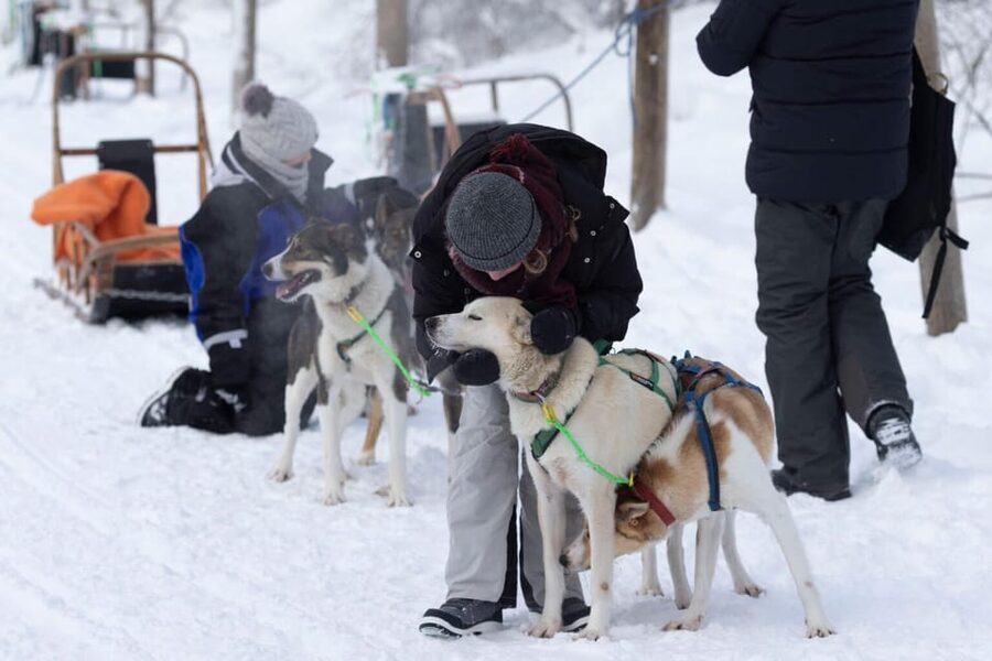 Kemi-Tornio: Husky Sled Ride with Hot Drink - Key points to know before you book