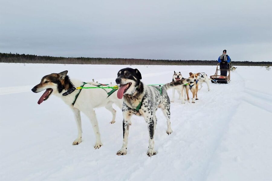 Kemi-Tornio: Husky Sled Ride with Hot Drink - Starting at Sea Lapland Safaris in Kemi