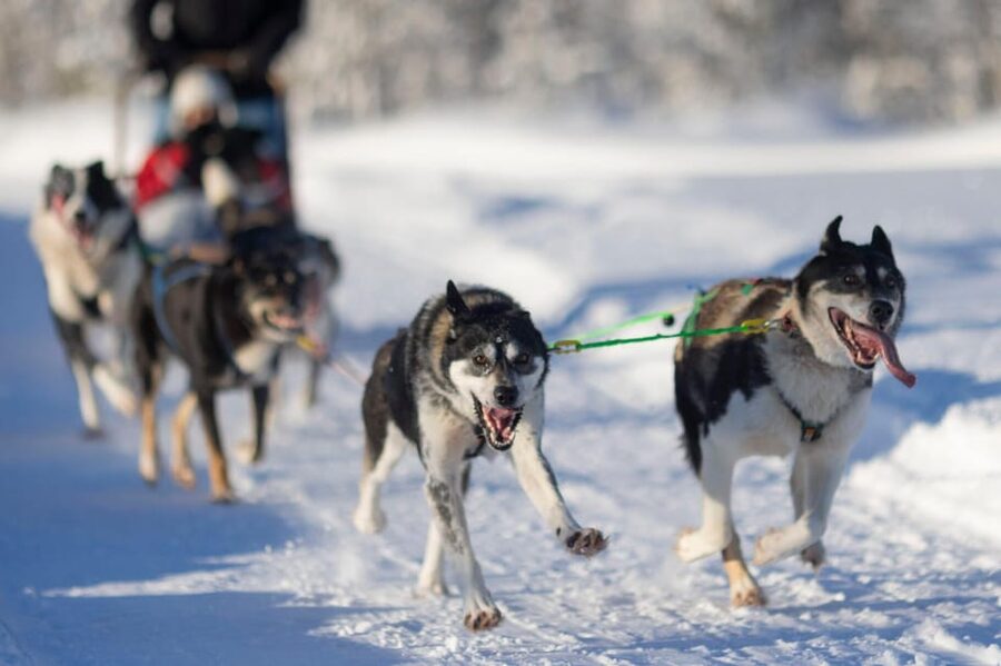 Kemi-Tornio: Husky Sled Ride with Hot Drink - The transfer to an authentic working kennel