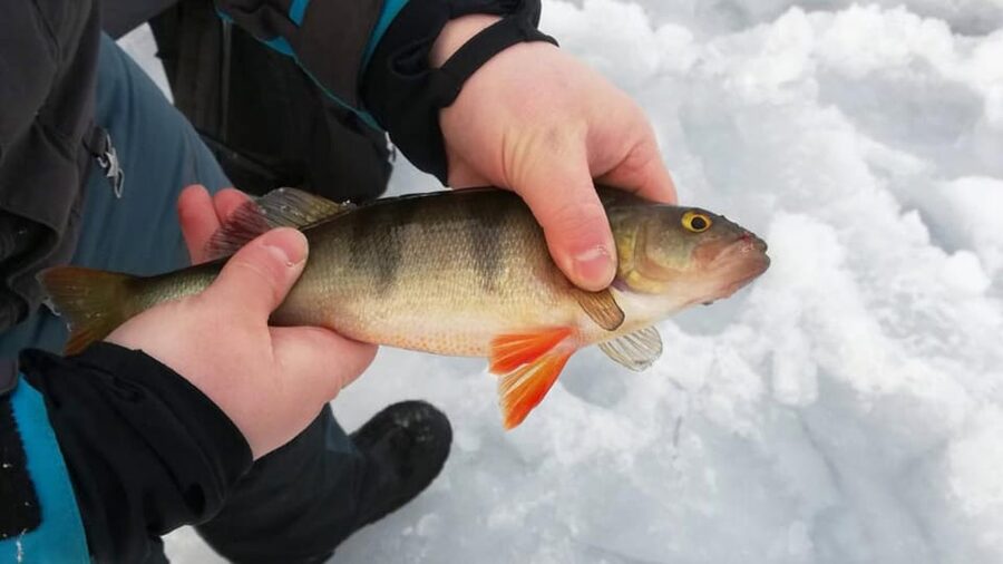 Kemi-Tornio: Ice Fishing Safari with Snowmobiles - Sharing one snowmobile across the frozen sea