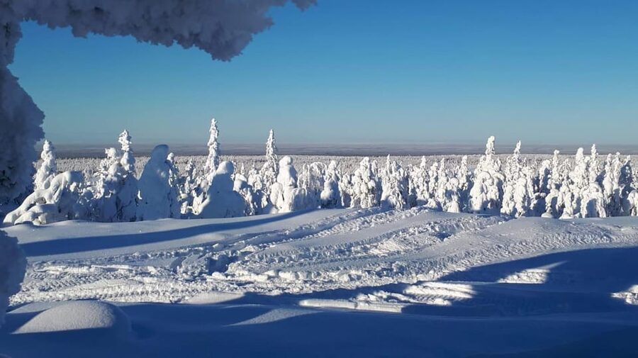 Kemi-Tornio: Snowmobile Forest Safari w/ Hot Drink & Snacks - Key points to know before you book