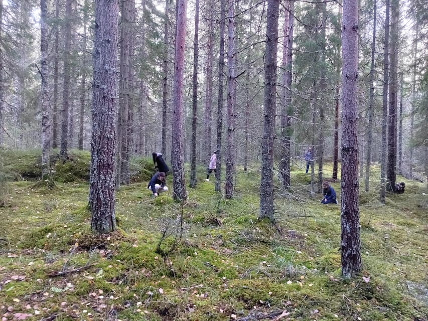 Kintulammi Nature Experience (Nature reserve near Tampere) - Key points to know before you book