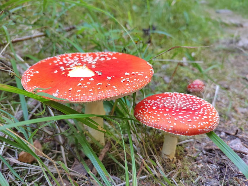 Kintulammi Nature Experience (Nature reserve near Tampere) - Forest walking with Patrick