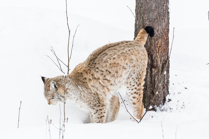 Korouoma Canyon & Ranua Zoo Tour - Ranua Zoo’s 2.5-kilometer Arctic forest walk