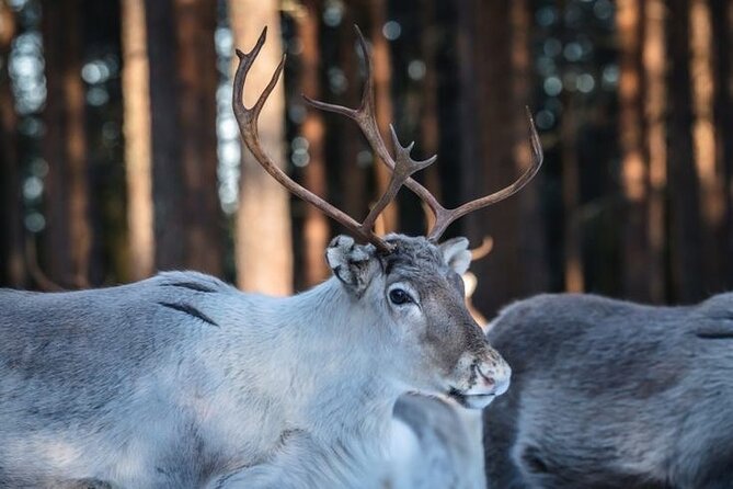 Kuoksa Reindeer Farm Visit with a Short Sleigh Ride - Starting in central Rovaniemi at Pekankatu 3