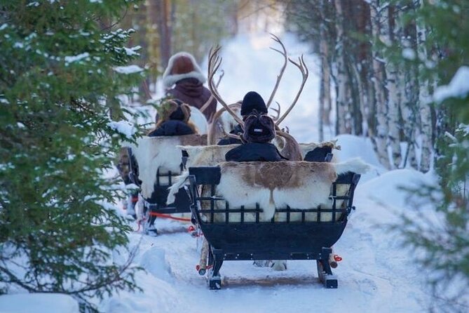 Kuoksa Reindeer Farm Visit with a Short Sleigh Ride - The farm visit: learning how reindeer herding works