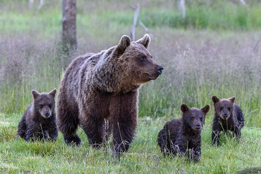 Kuusamo: Bear watching evening - Key points to know before you book
