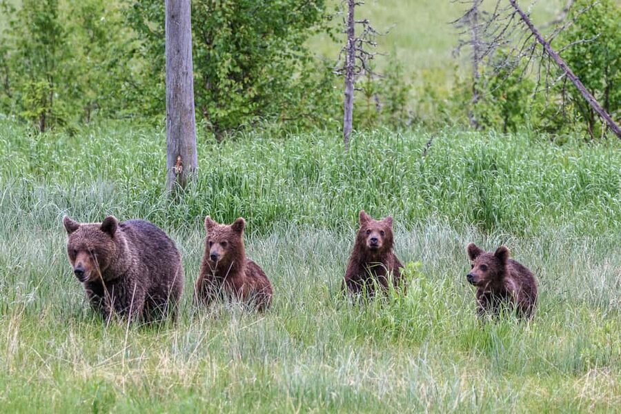 Kuusamo: Bear watching evening - Who will enjoy this evening most