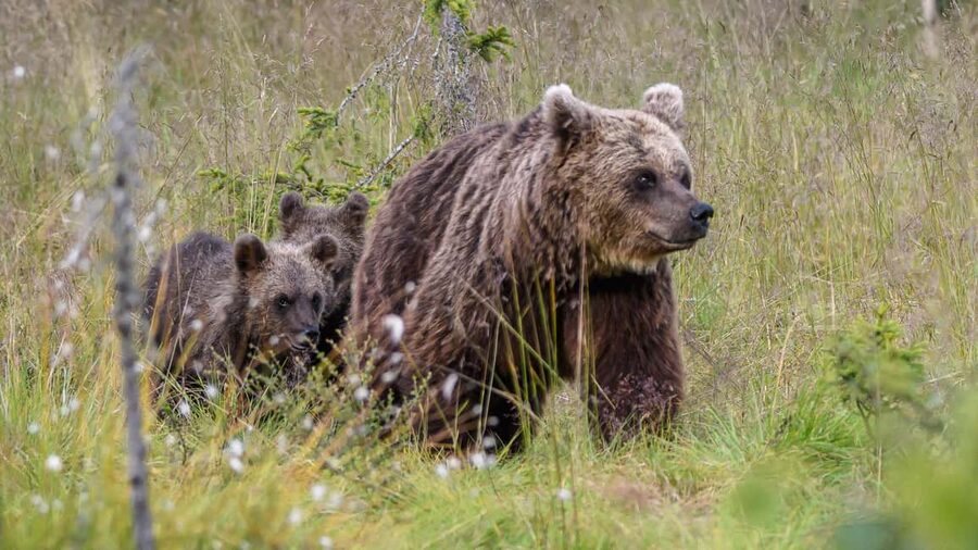 Kuusamo: Bear watching evening - What you are really paying for at $176