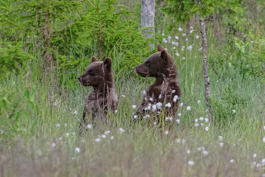 Kuusamo: Bear watching evening - The 350-meter walk through the forest