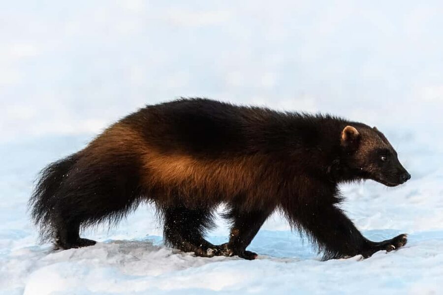 Kuusamo: Bear watching evening - Four hours of watching wild brown bears