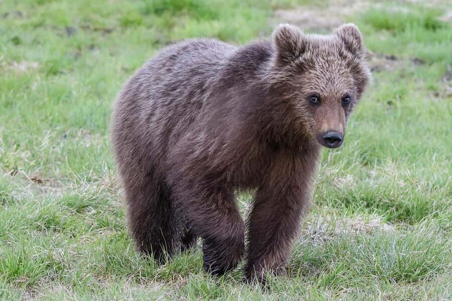 Kuusamo: Bear watching evening - Photography without needing a professional kit
