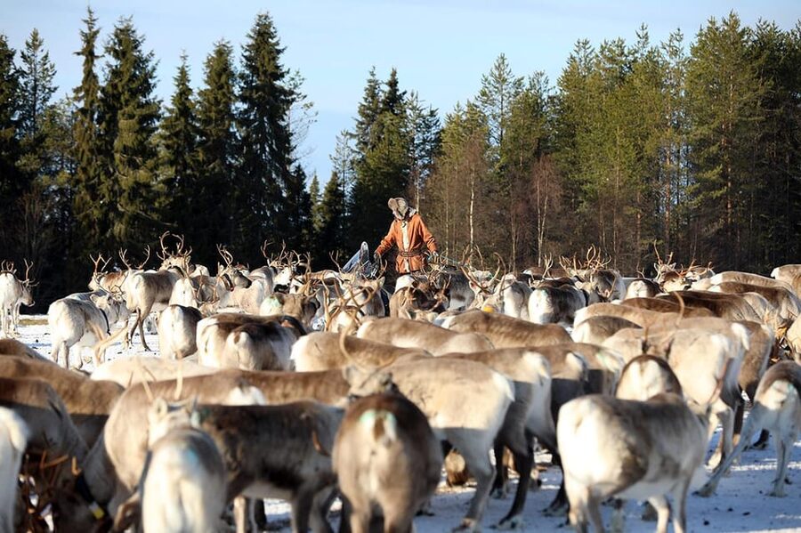 Kuusamo: Morning Feeding of Hundreds of Reindeer - Key points about the Kuusamo feeding