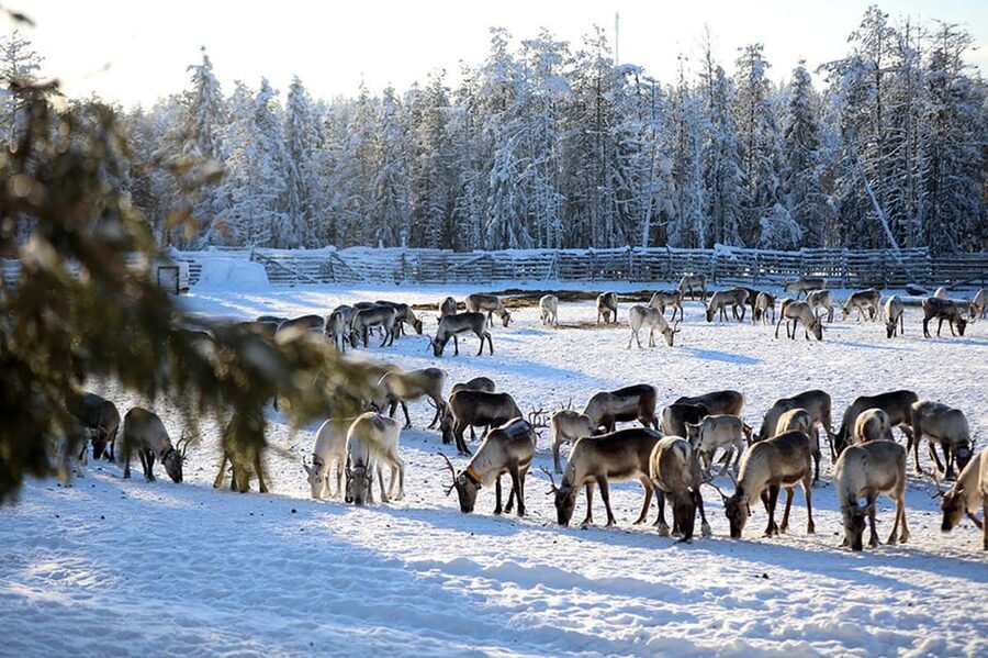 Kuusamo: Morning Feeding of Hundreds of Reindeer - Arriving at Kujala Reindeer Farm