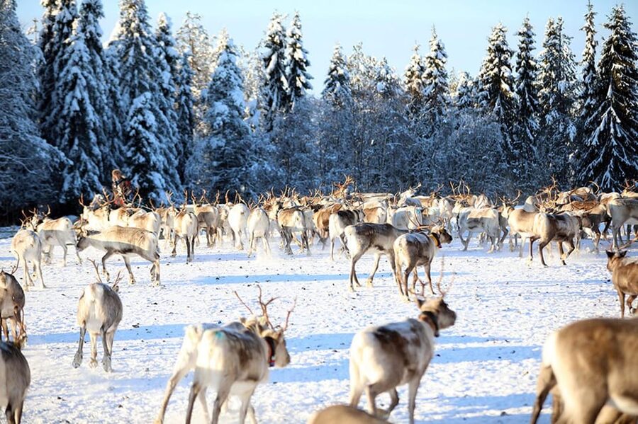 Kuusamo: Morning Feeding of Hundreds of Reindeer - Feeding the reindeer lichen by hand