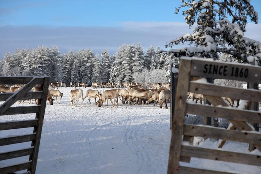 Kuusamo: Morning Feeding of Hundreds of Reindeer - Who will enjoy this farm visit most?