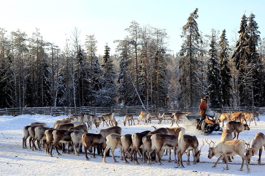 Kuusamo: Morning Feeding of Hundreds of Reindeer - What to bring and how to prepare