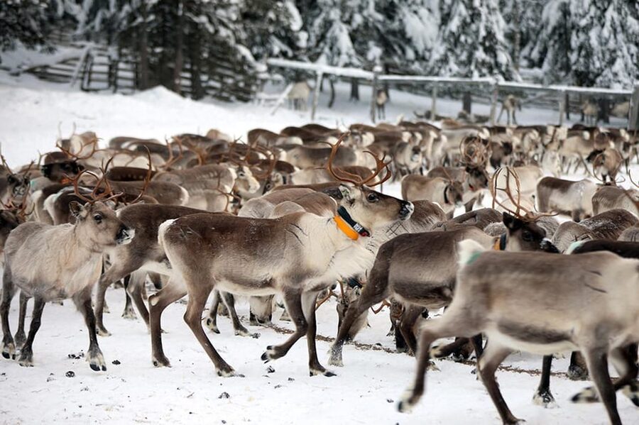 Kuusamo: Morning Feeding of Hundreds of Reindeer - Watching hundreds of reindeer gather