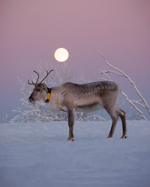 Kuusamo: Reindeer Farm Visit - Key points about the Kujala Reindeer Farm visit