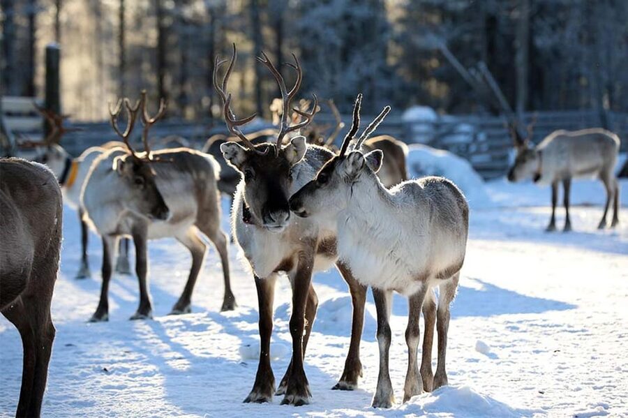 Kuusamo: Reindeer Farm Visit - Meeting the reindeer in Kuusamo