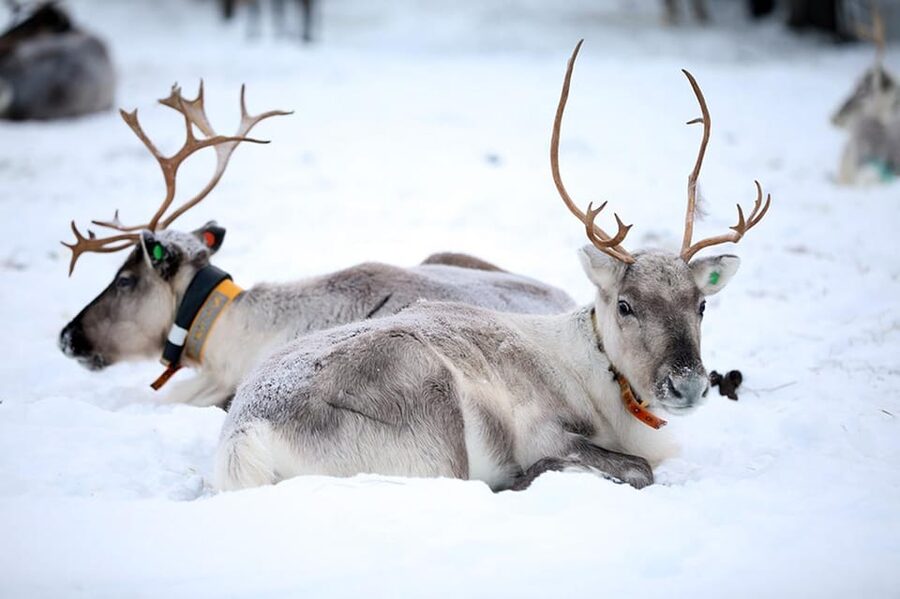 Kuusamo: Reindeer Farm Visit - Why the lichen feeding matters