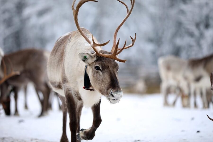 Kuusamo: Reindeer Sleigh Ride and Farm Visit - Key points to know before you go