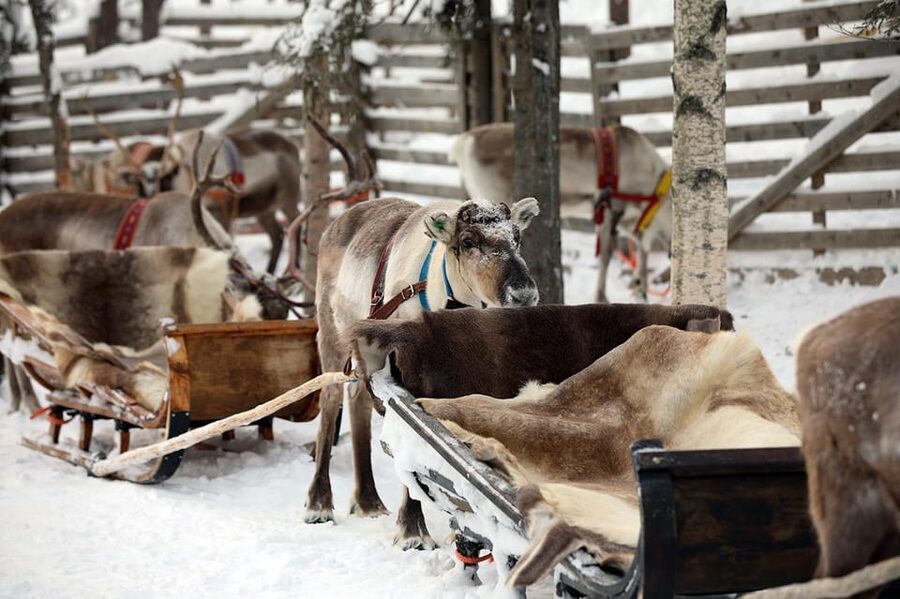 Kuusamo: Reindeer Sleigh Ride and Farm Visit - Stories about herding make the farm visit worthwhile